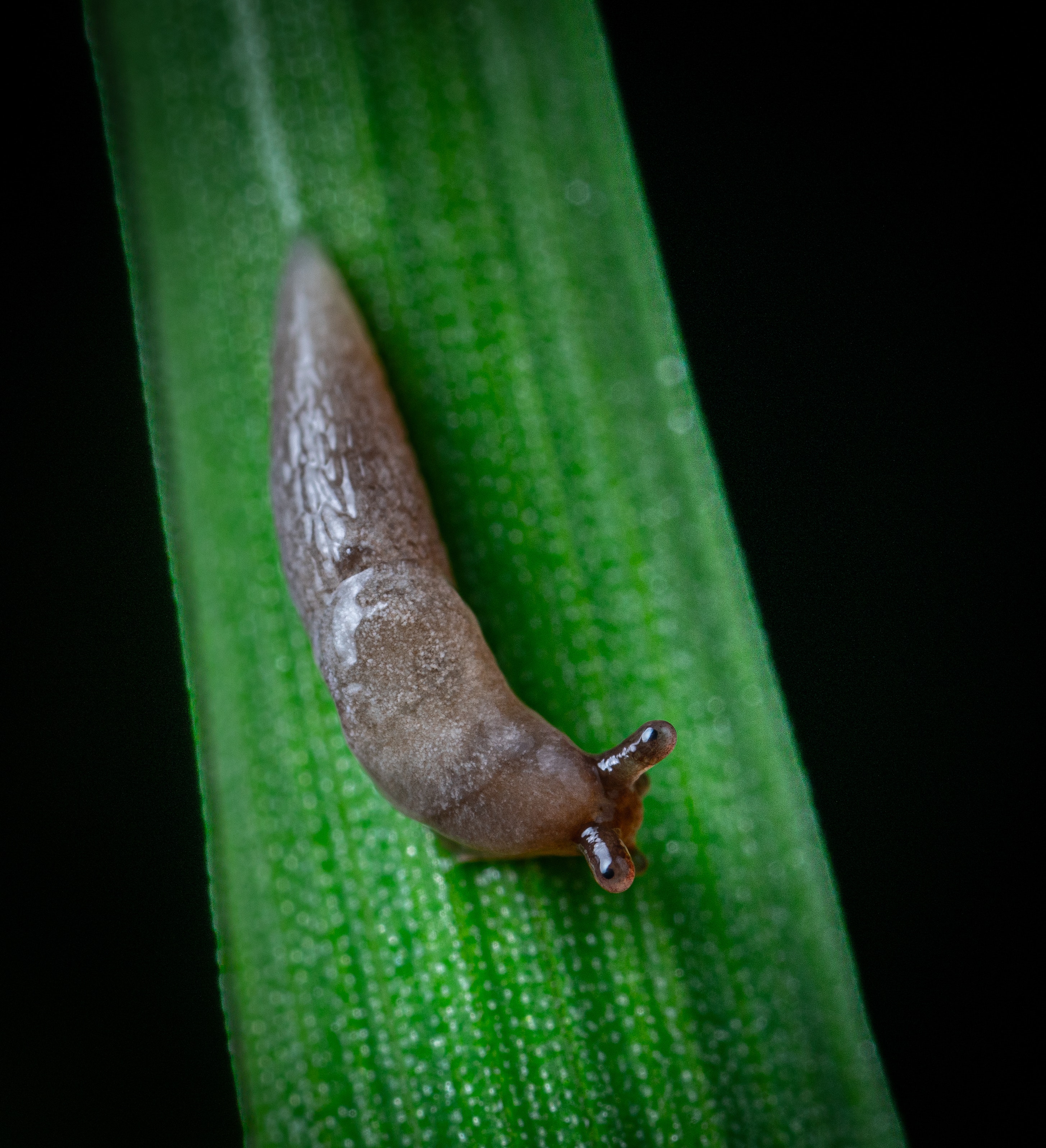 phot of slug
